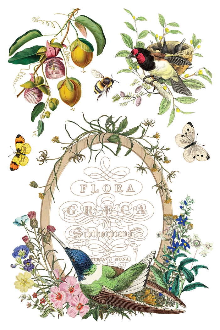 Flora Greca Transfer