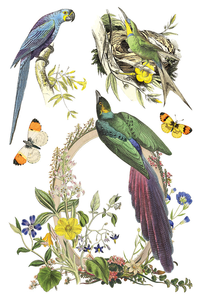 Flora Greca Transfer