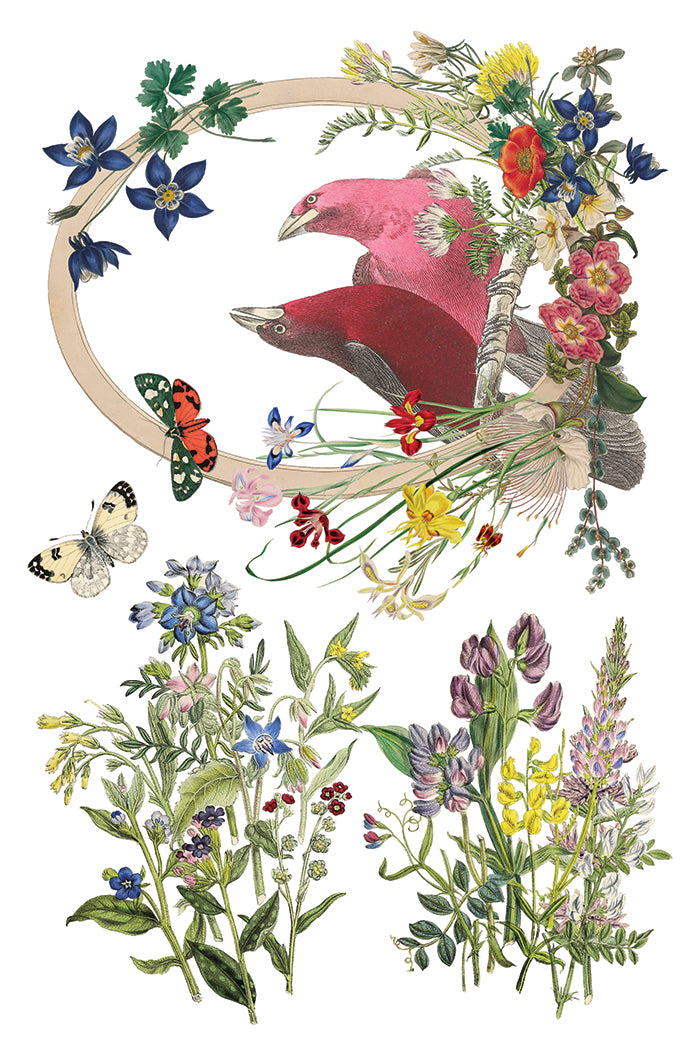 Flora Greca Transfer