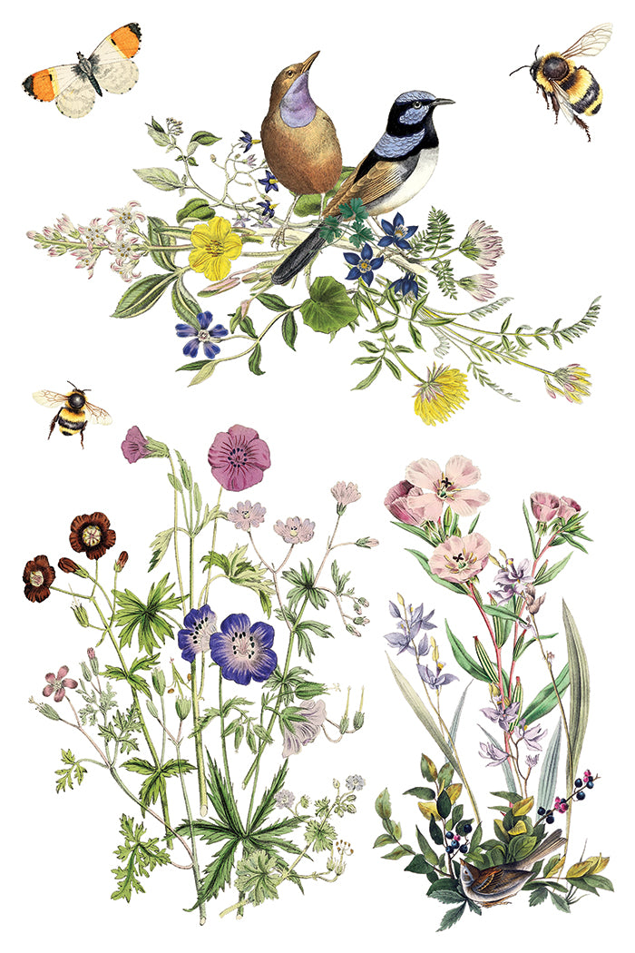 Flora Greca Transfer