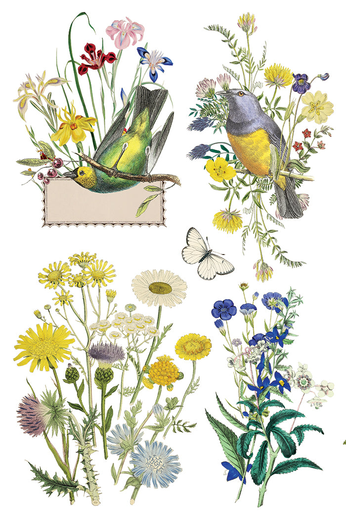 Flora Greca Transfer