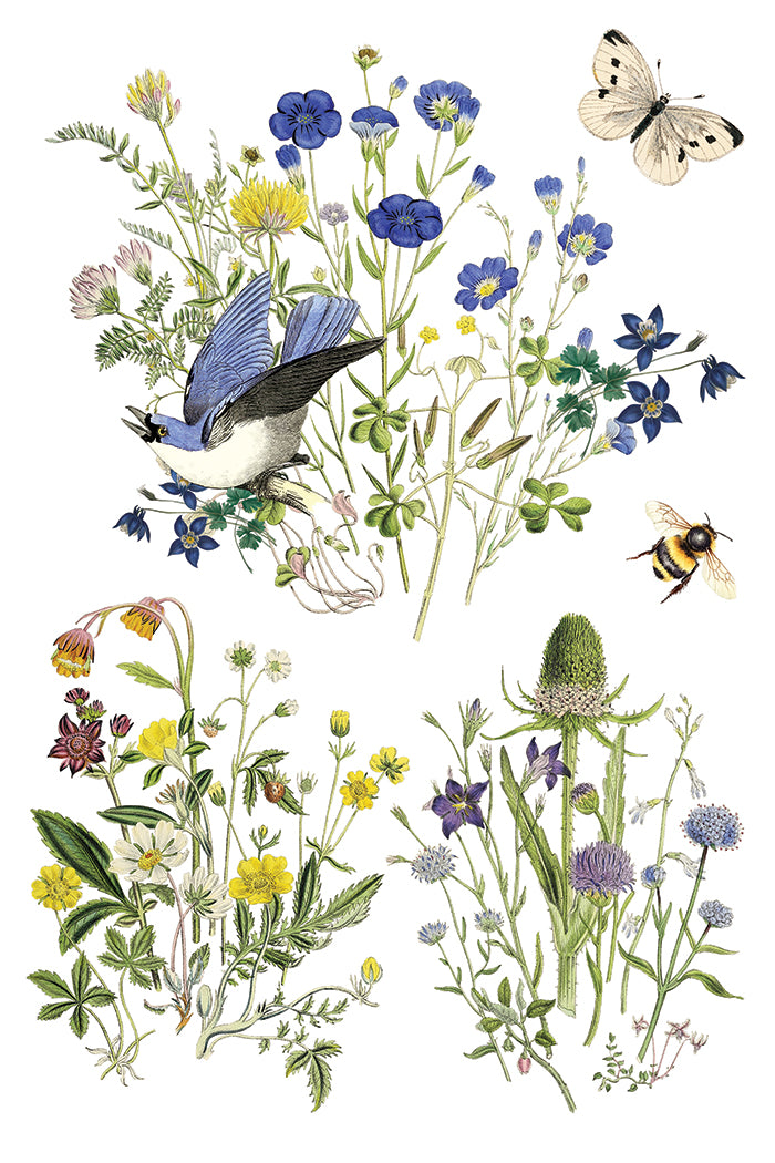 Flora Greca Transfer